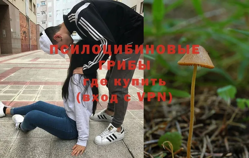 Псилоцибиновые грибы Psilocybe  Верхний Уфалей 